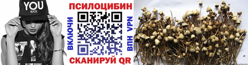 hydra   Мичуринск  Галлюциногенные грибы Psilocybe 